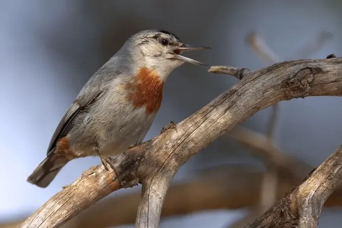 Gerahmter Druck : Türkische Boomkleber, Krüpers Nuthatch, Sitta krueperi Gerahmter Druck : Türkische Boomkleber, Krüpers Nuthatch, Sitta krueperi