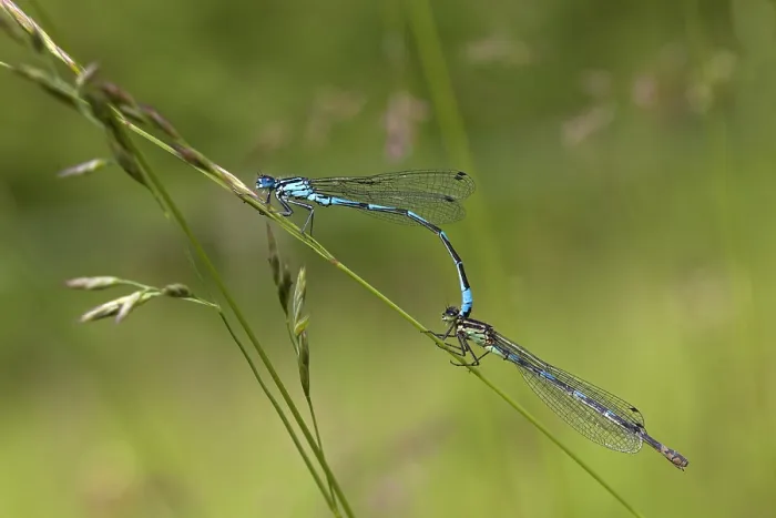 Gerahmter Druck : Variabler Wasserjungfer, Variable Blaue Libelle, Coenagrion pulchellum Gerahmter Druck : Variabler Wasserjungfer, Variable Blaue Libelle, Coenagrion pulchellum
