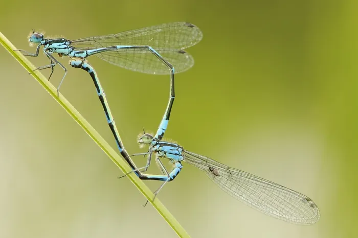 Gerahmter Druck : Variabler Wasserjungfer, Variable Blaupunktlibelle, Coenagrion pulchellum Gerahmter Druck : Variabler Wasserjungfer, Variable Blaupunktlibelle, Coenagrion pulchellum