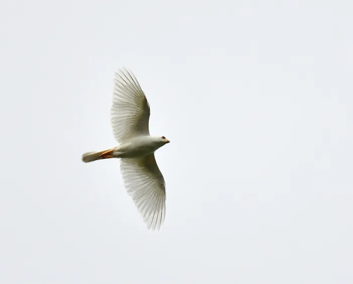 Gerahmter Druck : Variable Goshawk, Accipiter hiogaster