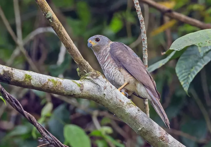 Gerahmter Druck : Variable Goshawk, Accipiter hiogaster Gerahmter Druck : Variable Goshawk, Accipiter hiogaster