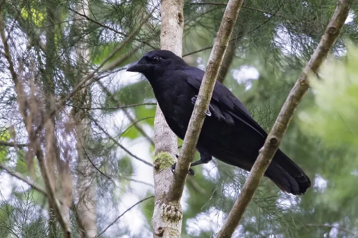 Gerahmter Druck : Violett Krähe, Corvus violaceus Gerahmter Druck : Violett Krähe, Corvus violaceus