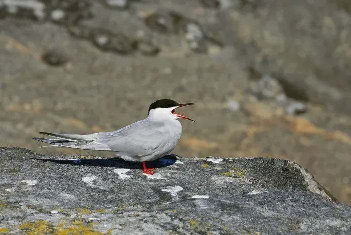 Gerahmter Druck : Visdief, Seeschwalbe, Sterna hirundo