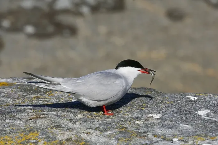 Gerahmter Druck : Visdief, Seeschwalbe, Sterna hirundo Gerahmter Druck : Visdief, Seeschwalbe, Sterna hirundo