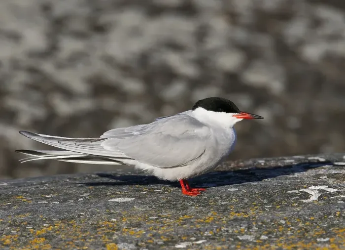 Gerahmter Druck : Visdief, Seeschwalbe, Sterna hirundo Gerahmter Druck : Visdief, Seeschwalbe, Sterna hirundo