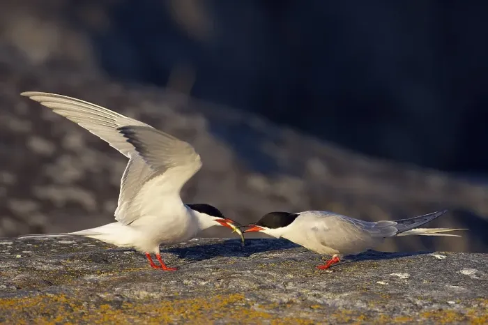 Gerahmter Druck : Visdief, Seeschwalbe, Sterna hirundo Gerahmter Druck : Visdief, Seeschwalbe, Sterna hirundo