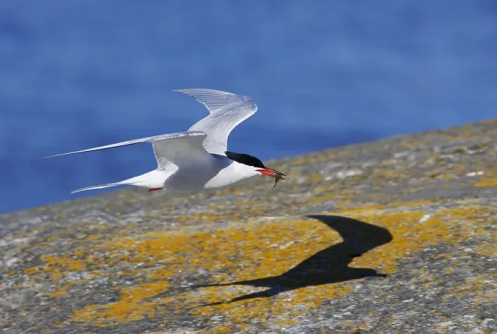 Gerahmter Druck : Visdief, Seeschwalbe, Sterna hirundo Gerahmter Druck : Visdief, Seeschwalbe, Sterna hirundo