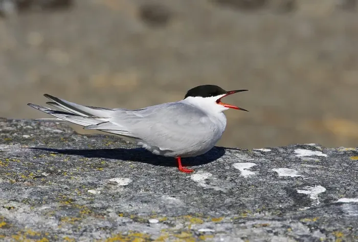 Gerahmter Druck : Visdief, Seeschwalbe, Sterna hirundo Gerahmter Druck : Visdief, Seeschwalbe, Sterna hirundo