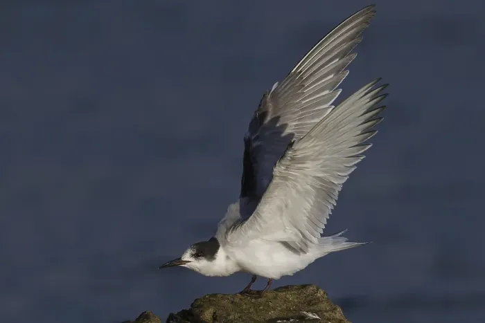 Gerahmter Druck : Visdief; Seeadler; Sterna hirundo