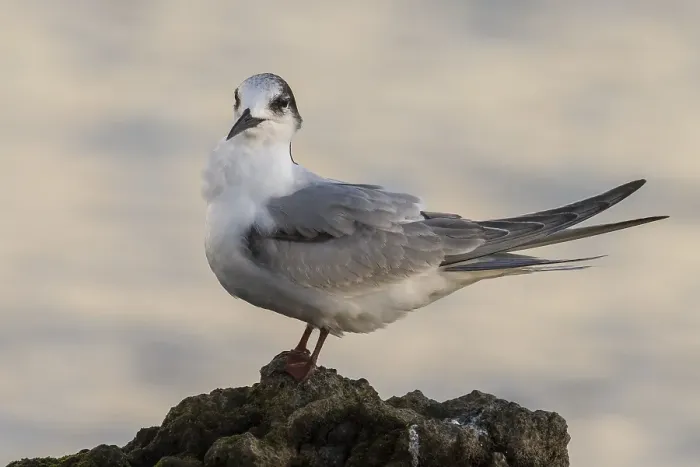 Gerahmter Druck : Visdief; Common Tern; Sterna hirundo Gerahmter Druck : Visdief; Common Tern; Sterna hirundo