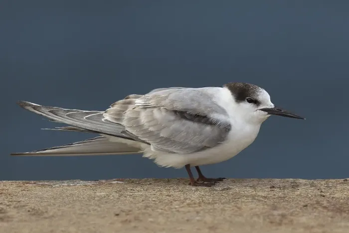 Gerahmter Druck : Visdief, Seeschwalbe, Sterna hirundo Gerahmter Druck : Visdief, Seeschwalbe, Sterna hirundo