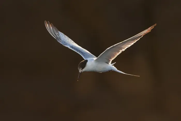 Gerahmter Druck : Visdief; Seeschwalbe; Sterna hirundo Gerahmter Druck : Visdief; Seeschwalbe; Sterna hirundo