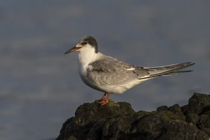 Gerahmter Druck : Visdief; Common Tern; Sterna hirundo Gerahmter Druck : Visdief; Common Tern; Sterna hirundo