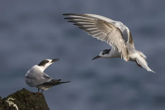 Gerahmter Druck : Visdief; Seeadlerart; Sterna hirundo Gerahmter Druck : Visdief; Seeadlerart; Sterna hirundo