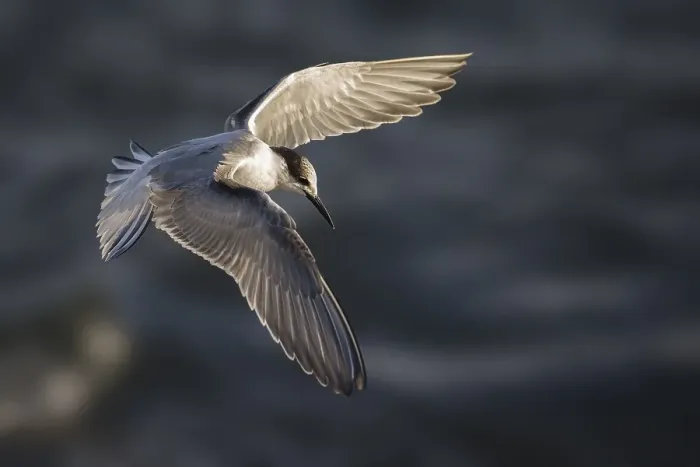 Gerahmter Druck : Visdief; Seeadler; Sterna hirundo Gerahmter Druck : Visdief; Seeadler; Sterna hirundo