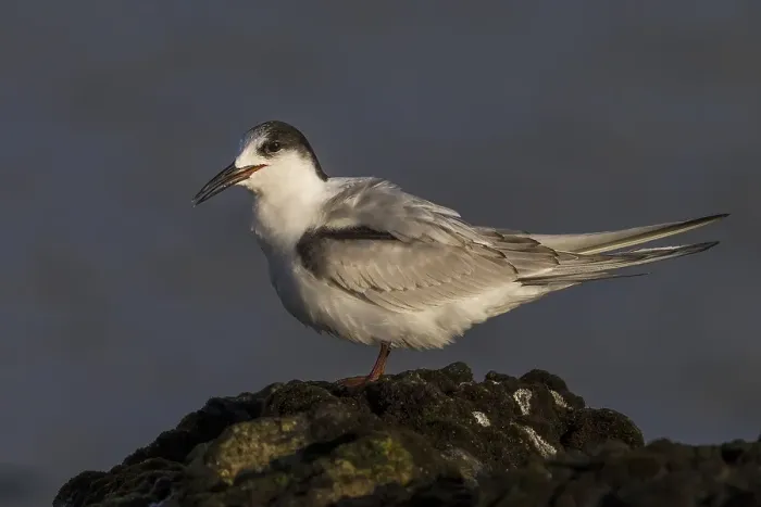 Gerahmter Druck : Visdief; Seeadler; Sterna hirundo Gerahmter Druck : Visdief; Seeadler; Sterna hirundo