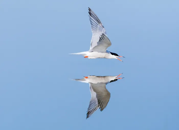Gerahmter Druck : Visdief, Seeschwalbe, Sterna hirundo Gerahmter Druck : Visdief, Seeschwalbe, Sterna hirundo