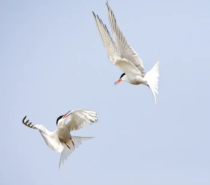 Gerahmter Druck : Visdief, Seeschwalbe, Sterna hirundo Gerahmter Druck : Visdief, Seeschwalbe, Sterna hirundo