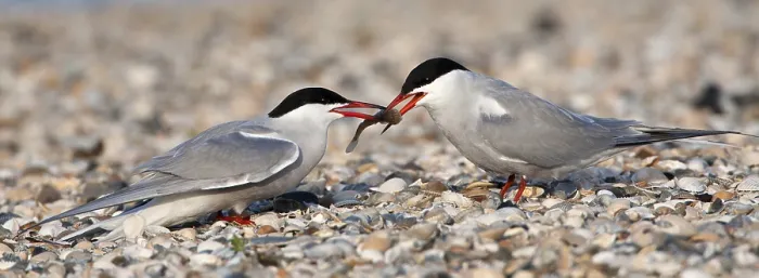Gerahmter Druck : Visdief; Seeadlerart; Sterna hirundo Gerahmter Druck : Visdief; Seeadlerart; Sterna hirundo