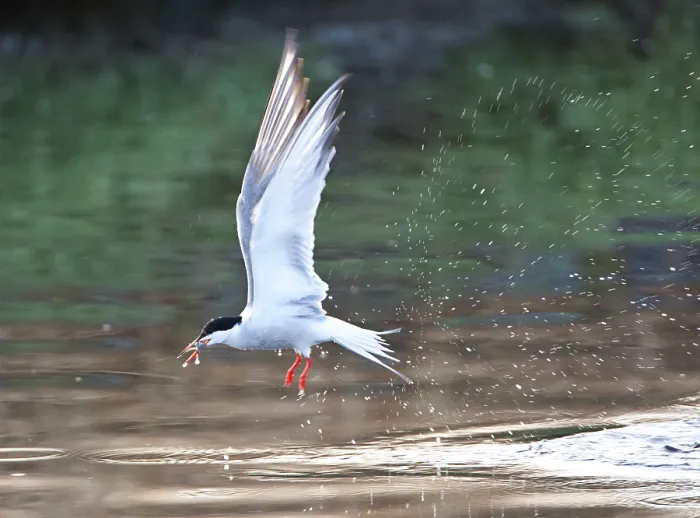 Gerahmter Druck : Visdief, Seeschwalbe, Sterna hirundo Gerahmter Druck : Visdief, Seeschwalbe, Sterna hirundo