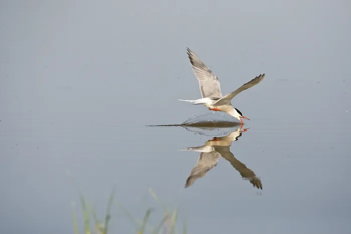 Gerahmter Druck : Visdief, Seeschwalbe, Sterna hirundo Gerahmter Druck : Visdief, Seeschwalbe, Sterna hirundo
