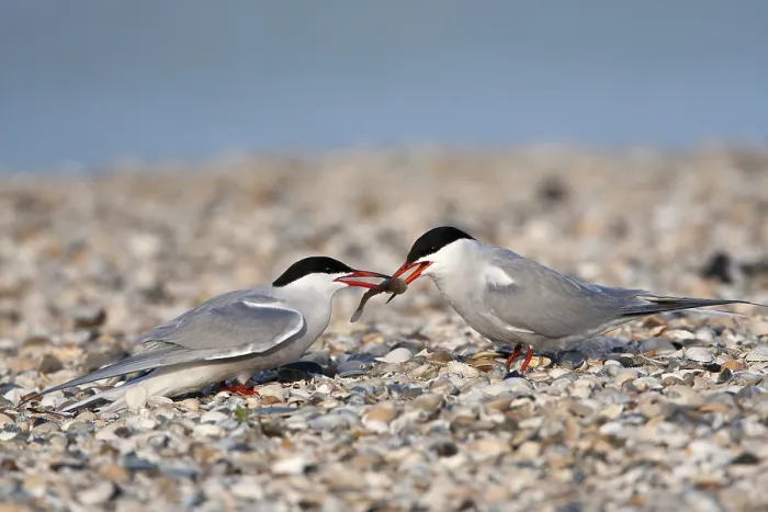 Gerahmter Druck : Visdief; Seeschwalbe; Sterna hirundo