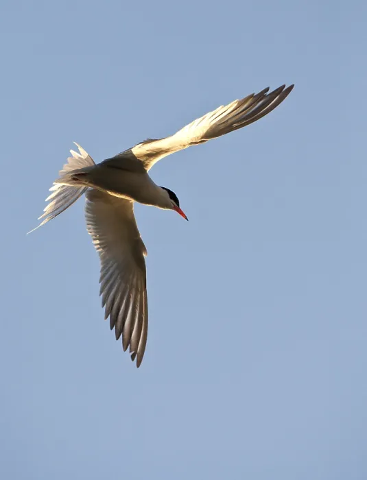 Gerahmter Druck : Agami-Bild von Visdief, Common Tern, Sterna hirundo Visdief in der Luft; Common Tern adult fliegt. Gerahmter Druck : Agami-Bild von Visdief, Common Tern, Sterna hirundo Visdief in der Luft; Common Tern adult fliegt.
