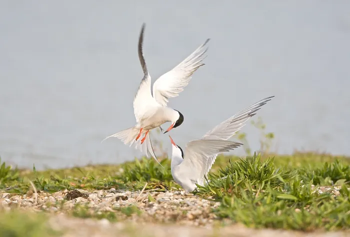 Gerahmter Druck : Visdief, Seeschwalbe, Sterna hirundo Gerahmter Druck : Visdief, Seeschwalbe, Sterna hirundo