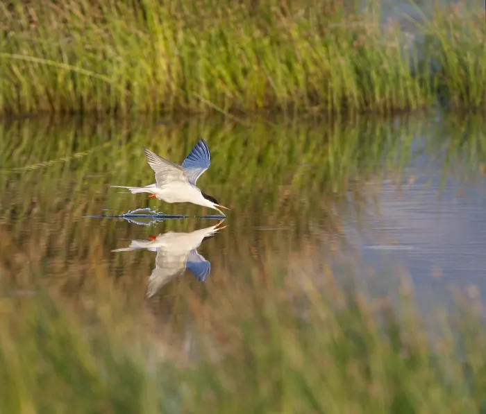 Gerahmter Druck : Visdief, Seeschwalbe, Sterna hirundo Gerahmter Druck : Visdief, Seeschwalbe, Sterna hirundo
