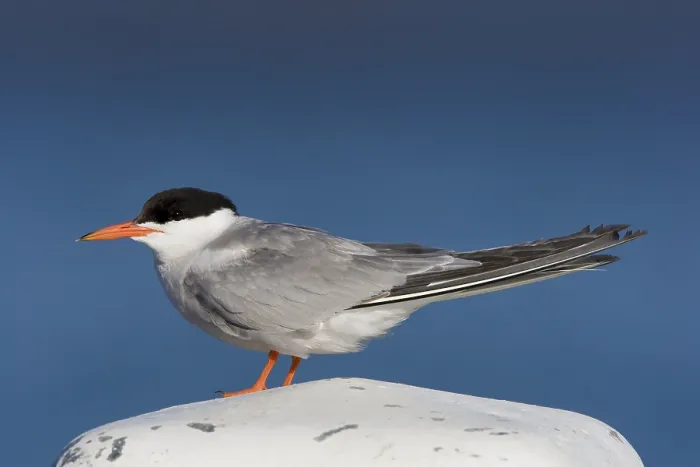 Gerahmter Druck : Visdief, Seeschwalbe, Sterna hirundo Gerahmter Druck : Visdief, Seeschwalbe, Sterna hirundo