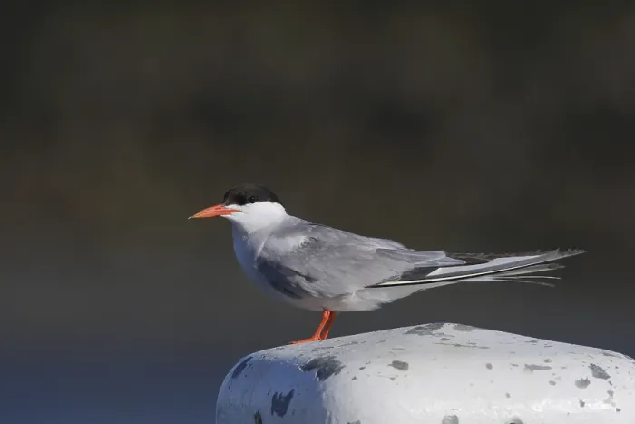 Gerahmter Druck : Visdief; Common tern; Sterna hirundo Gerahmter Druck : Visdief; Common tern; Sterna hirundo