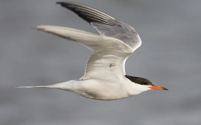 Gerahmter Druck : Visdief; Seeschwalbe; Sterna hirundo Gerahmter Druck : Visdief; Seeschwalbe; Sterna hirundo