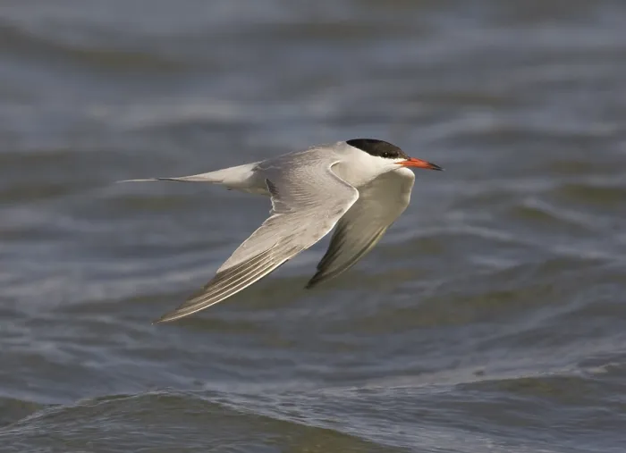 Gerahmter Druck : Visdief; Seeschwalbe; Sterna hirundo Gerahmter Druck : Visdief; Seeschwalbe; Sterna hirundo