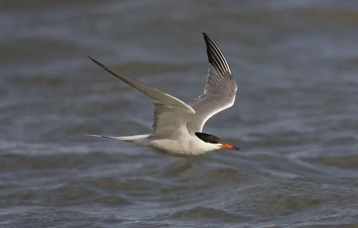 Gerahmter Druck : Visdief; Seeschwalbe; Sterna hirundo