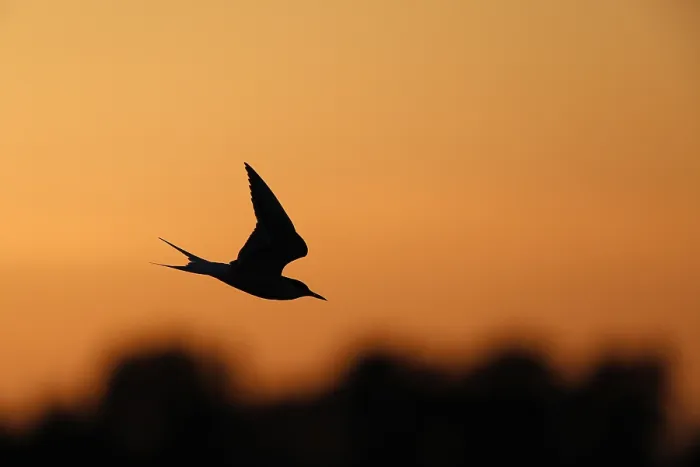Gerahmter Druck : Visdief, Seeschwalbe, Sterna hirundo Gerahmter Druck : Visdief, Seeschwalbe, Sterna hirundo