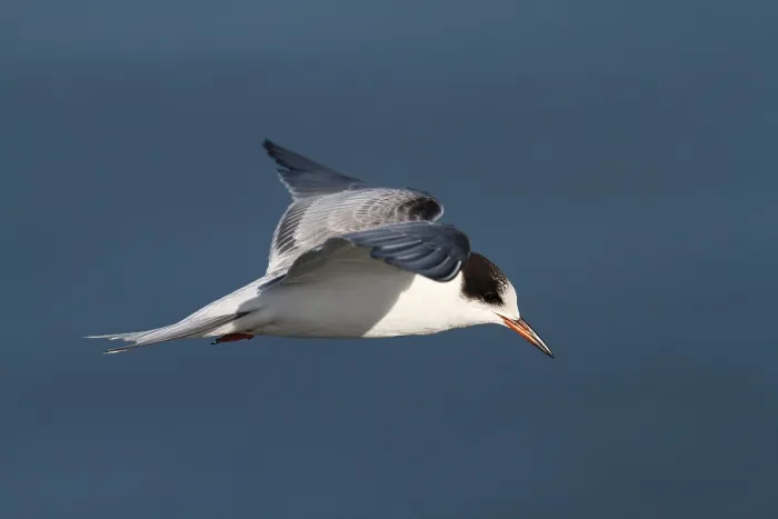 Gerahmter Druck : Visdief, Common Tern, Sterna hirundo