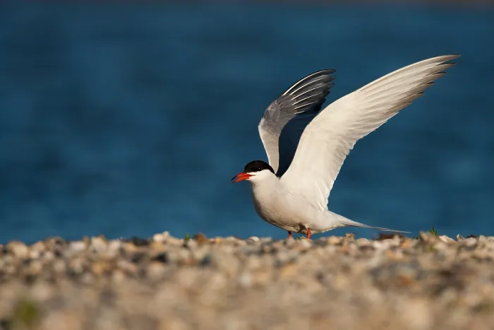 Gerahmter Druck : Visdief, Seeschwalbe, Sterna hirundo Gerahmter Druck : Visdief, Seeschwalbe, Sterna hirundo