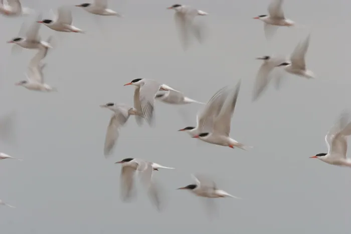 Gerahmter Druck : Sterna hirundo, Visdief im Flug. Gerahmter Druck : Sterna hirundo, Visdief im Flug.