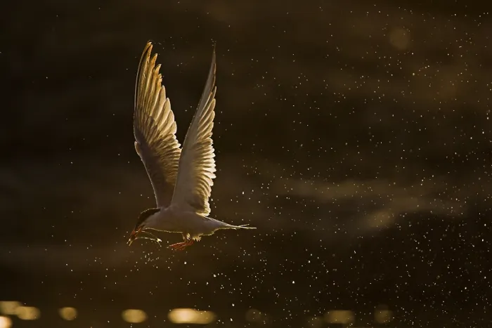 Gerahmter Druck : Agami-Bild von Visdief, Sterna hirundo in der Luft; Common Tern in Flug Gerahmter Druck : Agami-Bild von Visdief, Sterna hirundo in der Luft; Common Tern in Flug