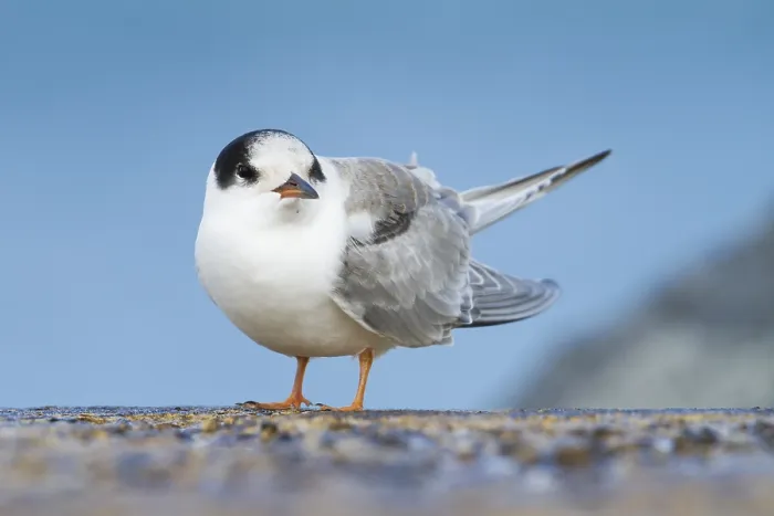 Gerahmter Druck : Visdief, Seeschwalbe, Sterna hirundo