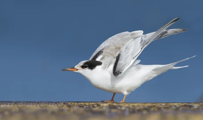 Gerahmter Druck : Visdief, Seeschwalbe, Sterna hirundo