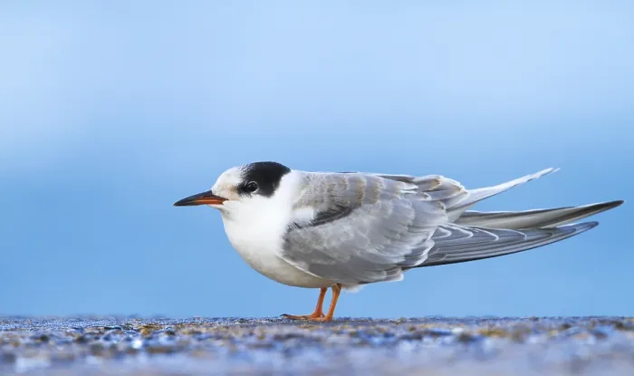 Gerahmter Druck : Visdief, Seeschwalbe, Sterna hirundo Gerahmter Druck : Visdief, Seeschwalbe, Sterna hirundo
