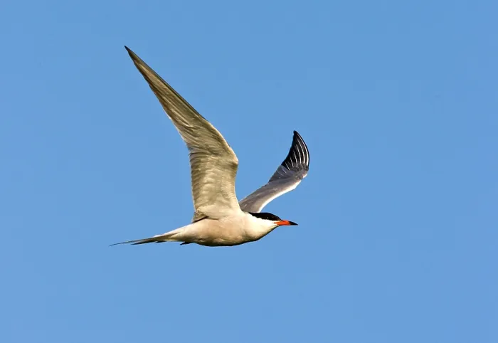 Gerahmter Druck : Agami-Bild von Visdief, Common Tern, Sterna hirundo Visdief im Flug. Gerahmter Druck : Agami-Bild von Visdief, Common Tern, Sterna hirundo Visdief im Flug.