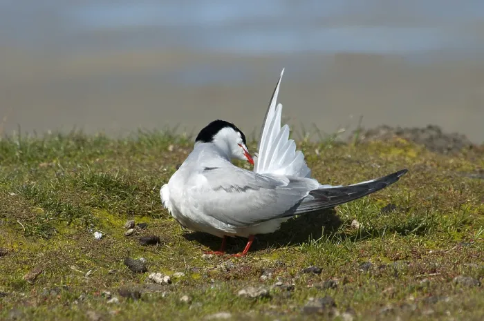 Gerahmter Druck : Visdief, Seeschwalbe, Sterna hirundo Gerahmter Druck : Visdief, Seeschwalbe, Sterna hirundo