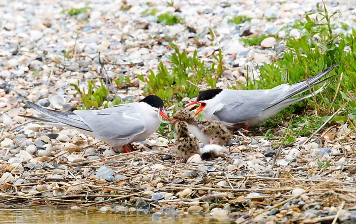 Gerahmter Druck : Visdief, Seeschwalbe, Sterna hirundo Gerahmter Druck : Visdief, Seeschwalbe, Sterna hirundo