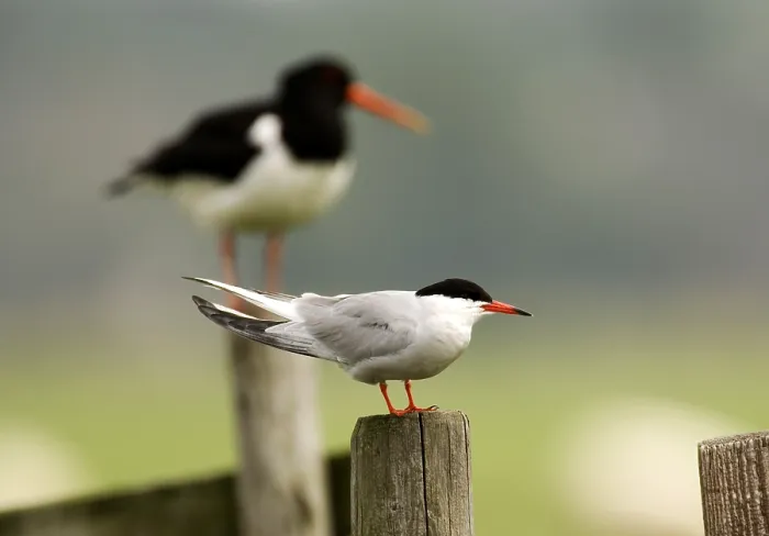 Gerahmter Druck : Visdief;Common Tern;Sterna hirundo Gerahmter Druck : Visdief;Common Tern;Sterna hirundo