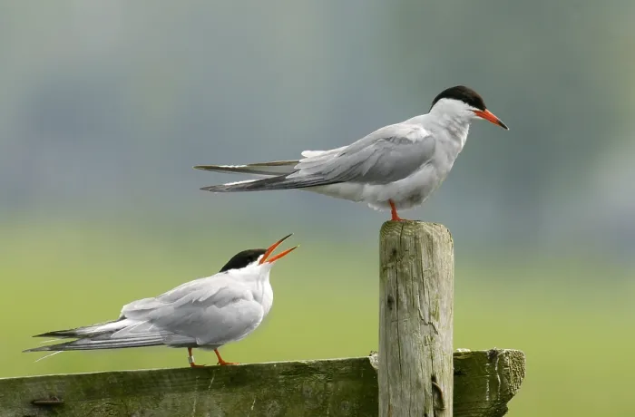 Gerahmter Druck : Visdief;Common Tern;Sterna hirundo Gerahmter Druck : Visdief;Common Tern;Sterna hirundo