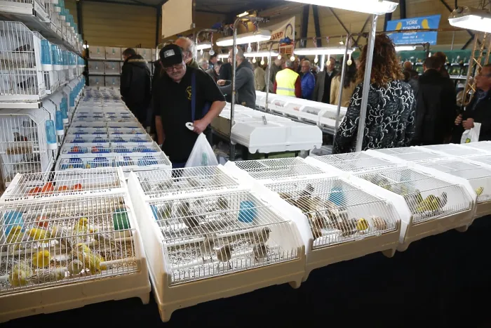 Gerahmter Druck : Vogelbeurs Gerahmter Druck : Vogelbeurs