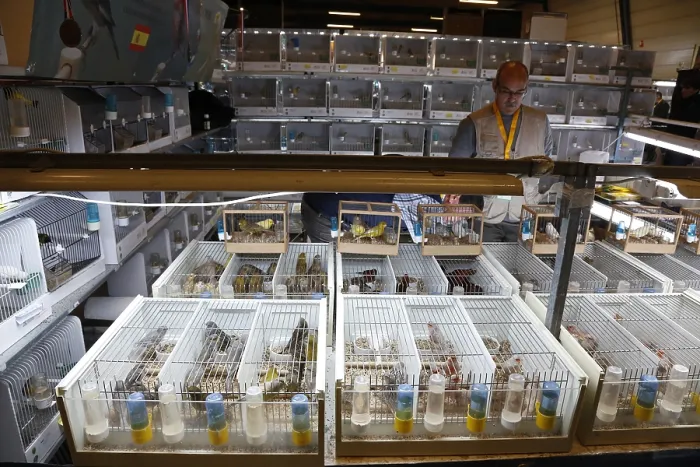 Gerahmter Druck : Vogelbeurs Gerahmter Druck : Vogelbeurs