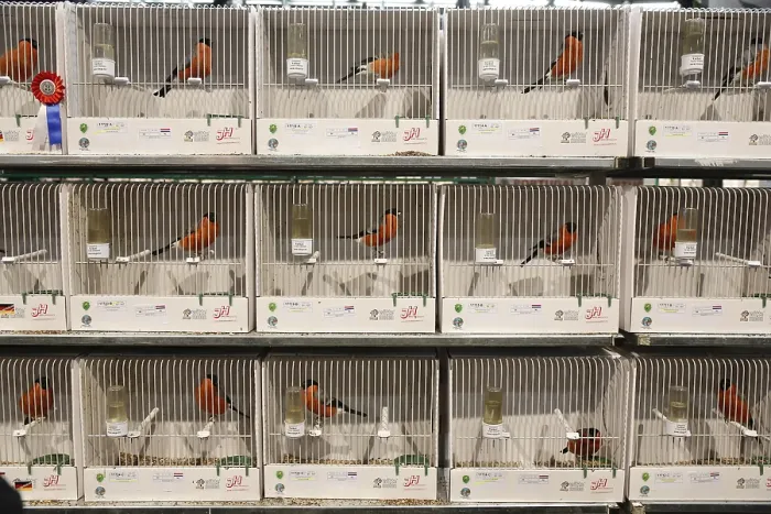 Gerahmter Druck : vogeltentoonstelling Gerahmter Druck : vogeltentoonstelling
